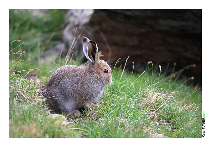 100704-Lievre-variable_85.jpg