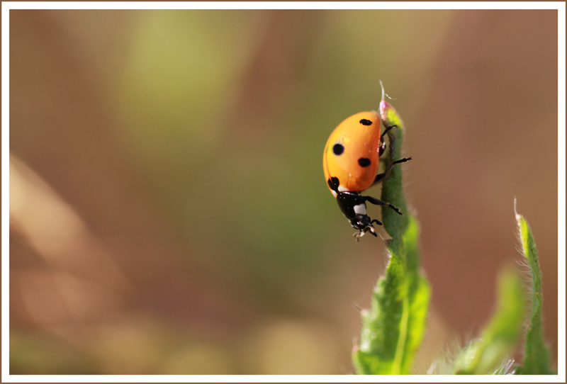 coccinelle 007.jpg