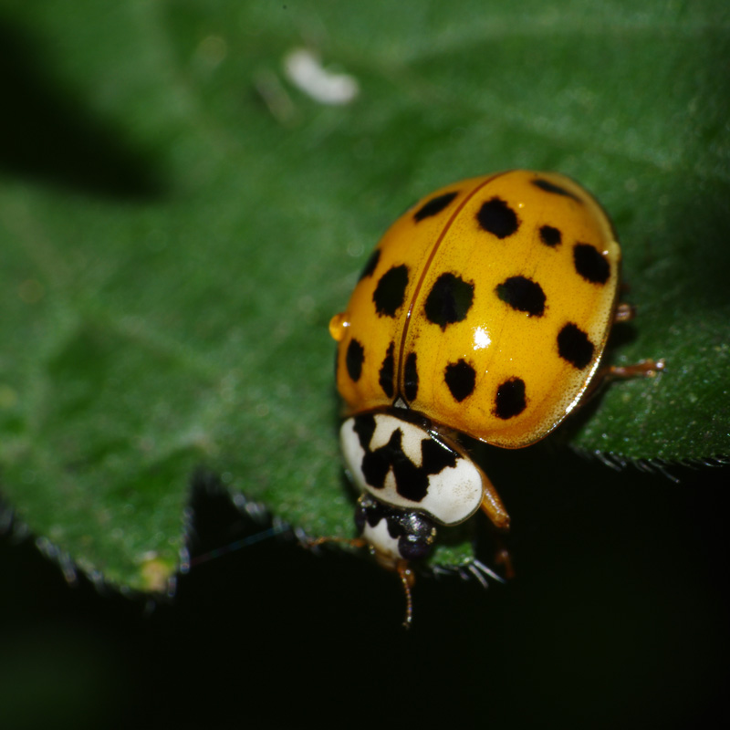 Coccinelle1.jpg