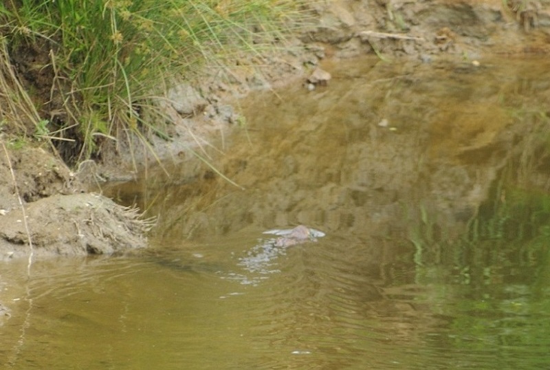 PDV_9224 - Copie.JPG