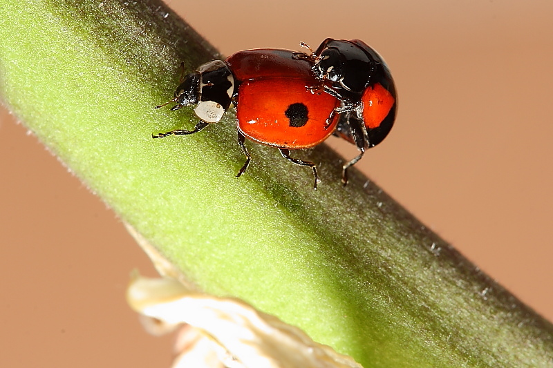 coccinelle03.JPG