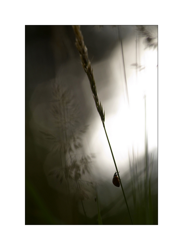 20110608 Coccinelle_28.JPG