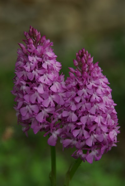 orchis pyramidale.jpg