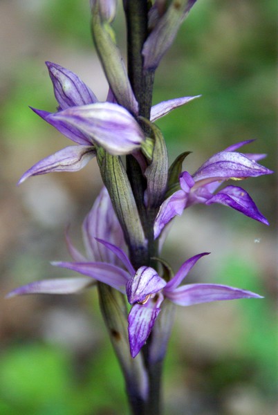 Limodore Ã  feuilles avortÃ©es.jpg