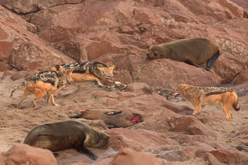 IMG_9304-Cape-Cross-Chacal-.jpg