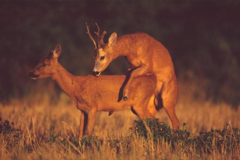 chevreuil 467 (2).jpg