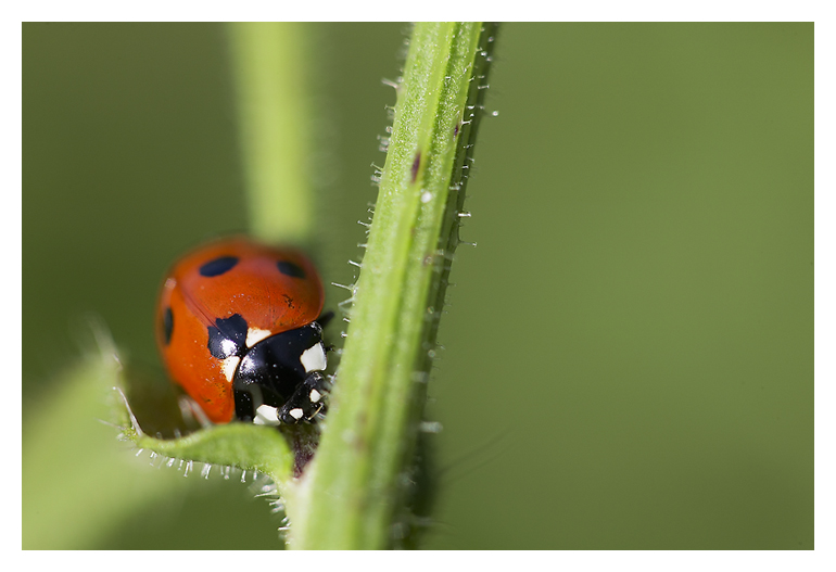 Coccinelle a sept points copie.jpg