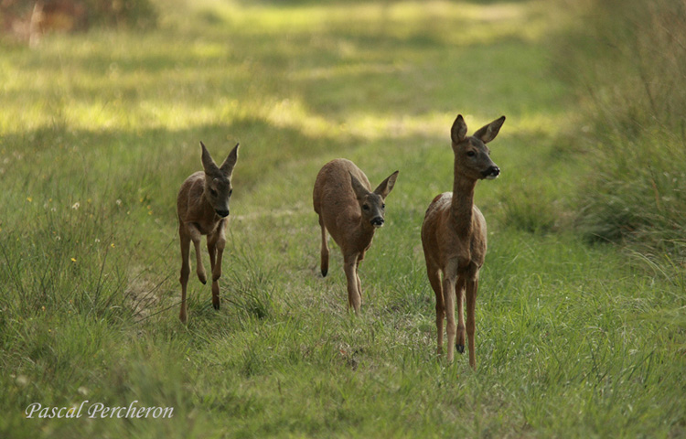 chevrette et faons 2.jpg