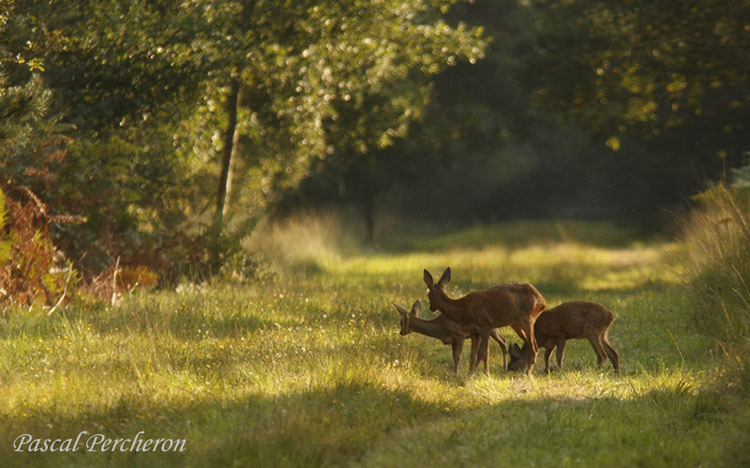 chevrette et faons 3.jpg