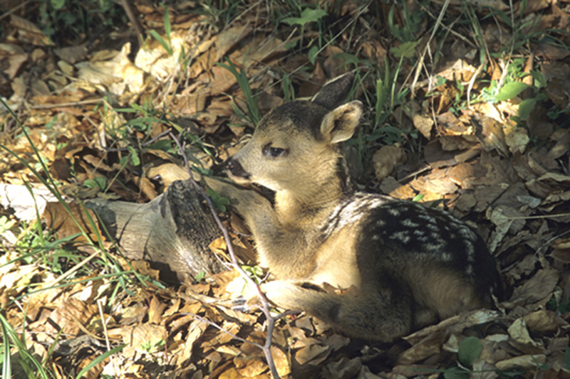 Petit chevreuil (8) copie.jpg