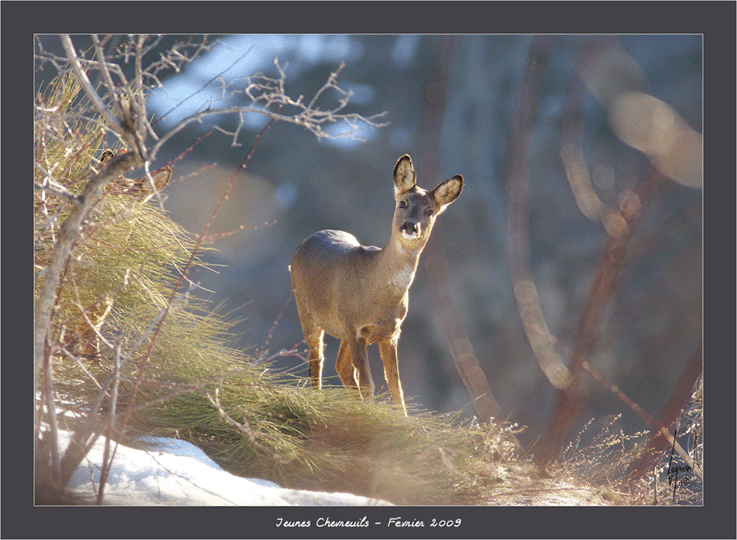 Chevreuils001bisGif.gif