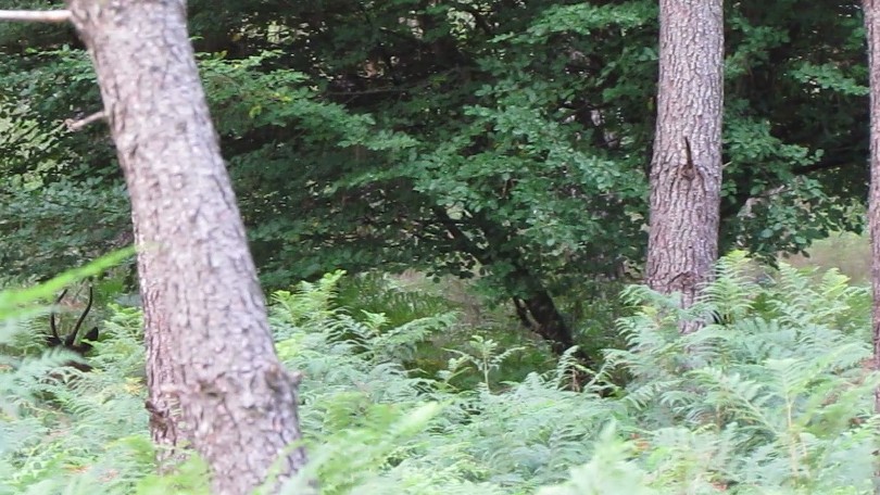 cerf 1c.jpg