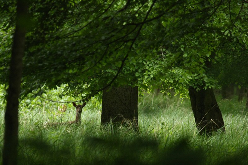 Illdwald I&N 002.jpg