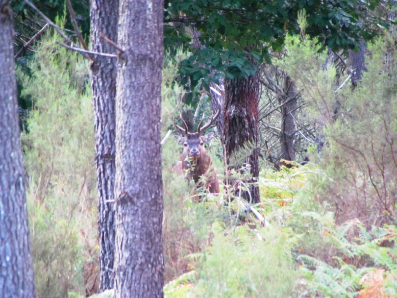 12 cors 30082011in.JPG
