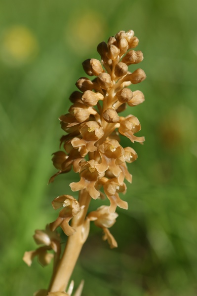 DSC05545-lr.jpg