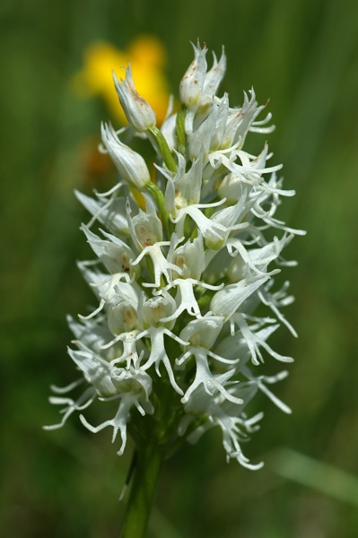 DSC05405-lr.jpg