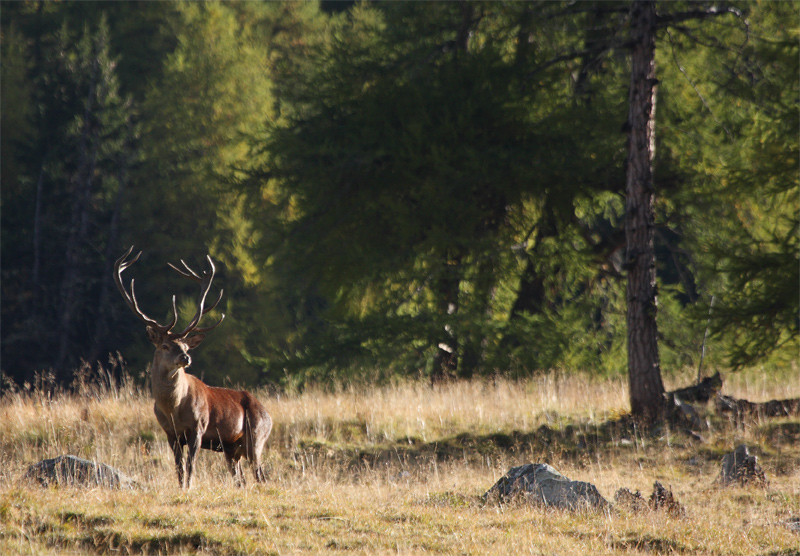 rut-du-cerf-02.10.10-72.jpg