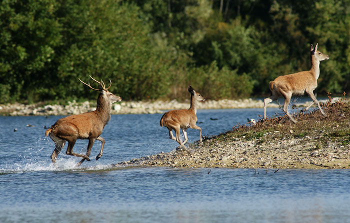 Copie de harde-3.jpg