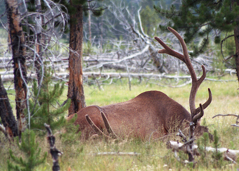 Yellowstone028-MEL I&N.jpg