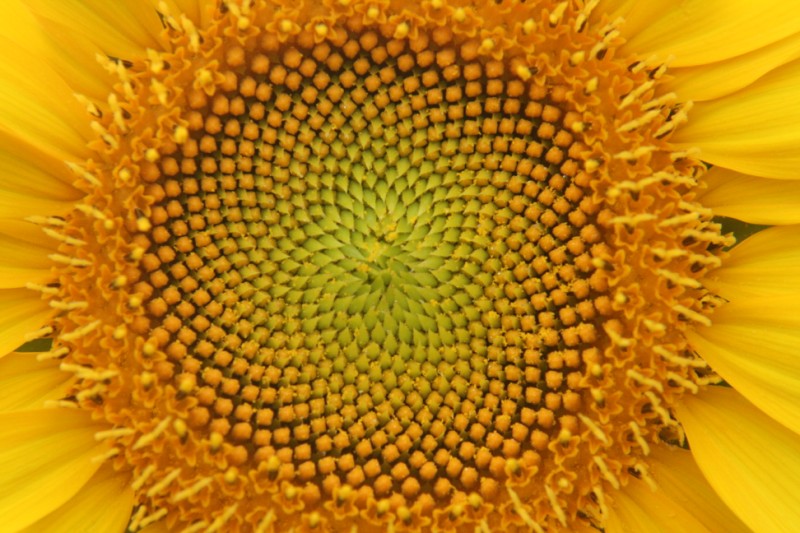 IMG_1869 [800x600].JPG