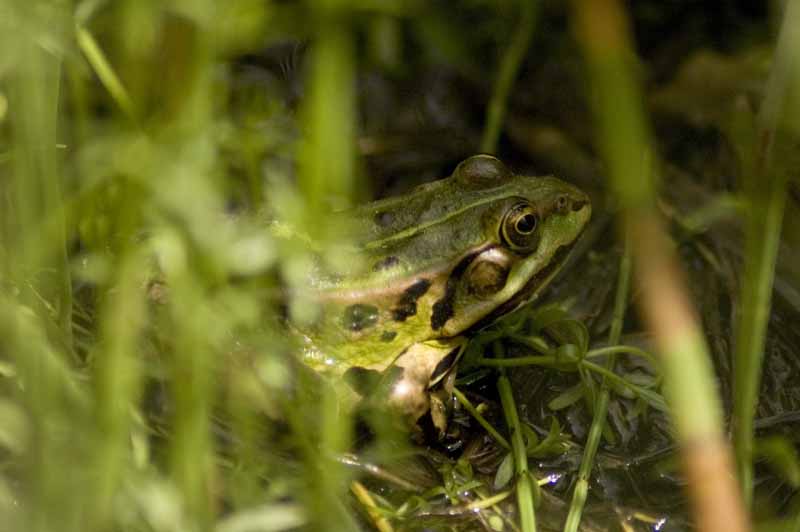 petite grenouille verte (Rana Lessonae).jpg
