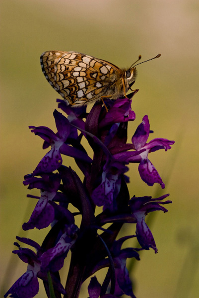 0807-Papillon sur OrchidÃ©e-004.jpg