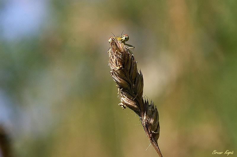 060701-Agrion Ã  larges pattes-.jpg