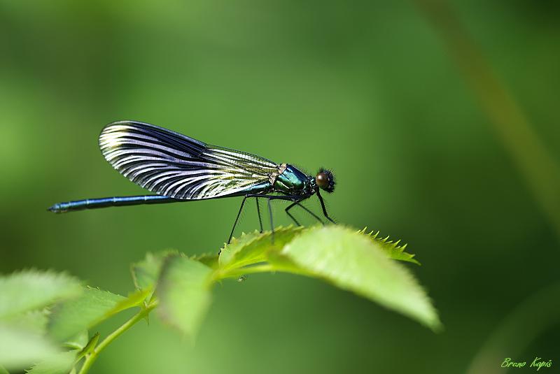 080626-CaloptÃ©rys Ã©clatant (2).JPG