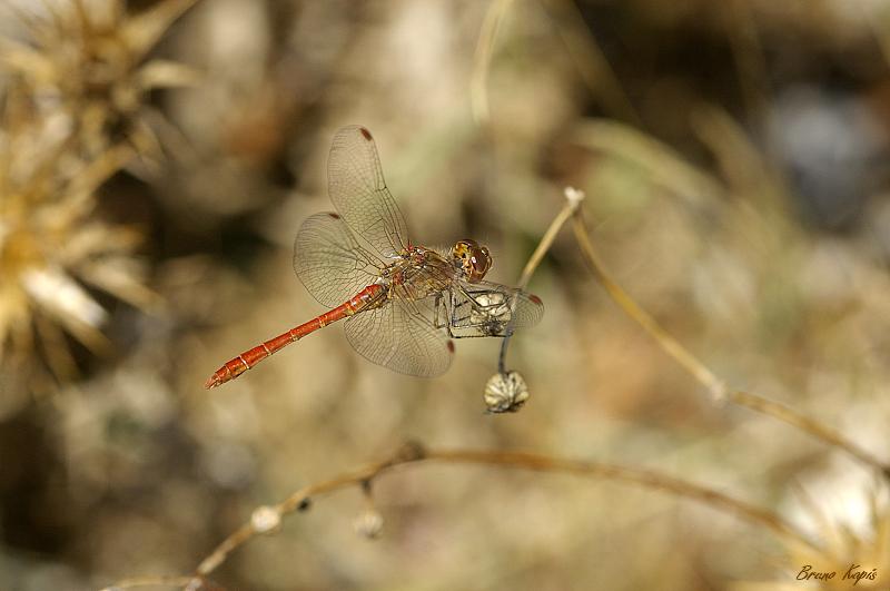 270806-sympetrum vulgatum ibericum.jpg