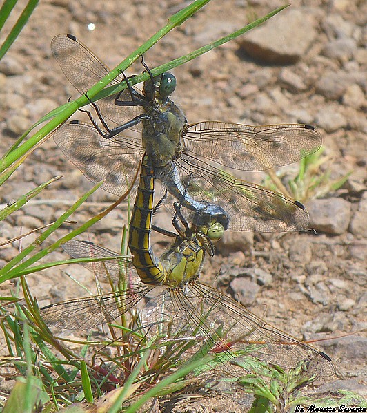 accouplementlibellule.jpg