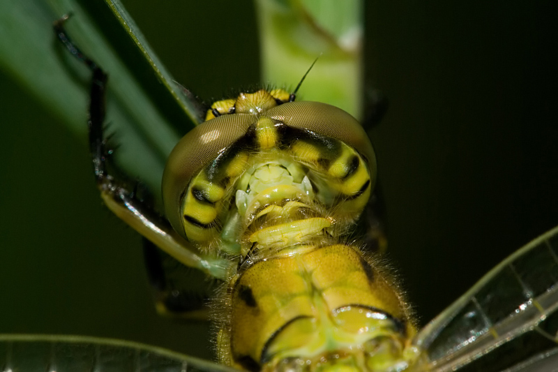 concours libellule 2.jpg