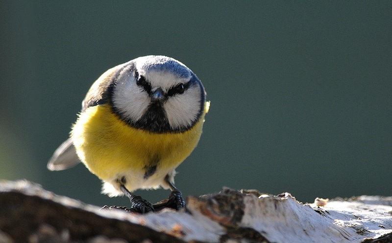 Mésange bleue (23).JPG