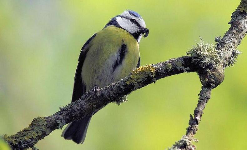 Mésange bleue 1.jpg