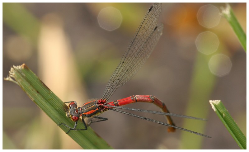 Sans titre 17bis.jpg