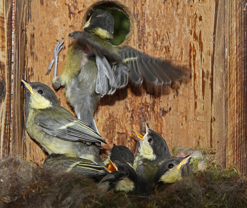 Mésange-charbor-33.jpg