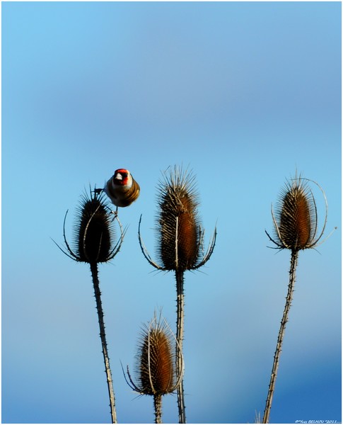 Belnou.YvesDSC_0303_4823CopyrightDSC_0303Chardonneret Elégant Campagne SORAL.CH  IN.jpg