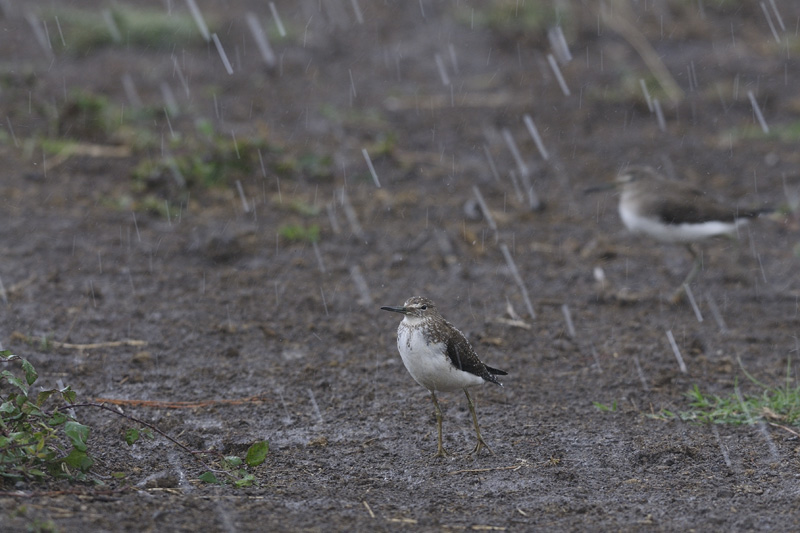 Chevalier aboyeur.jpg
