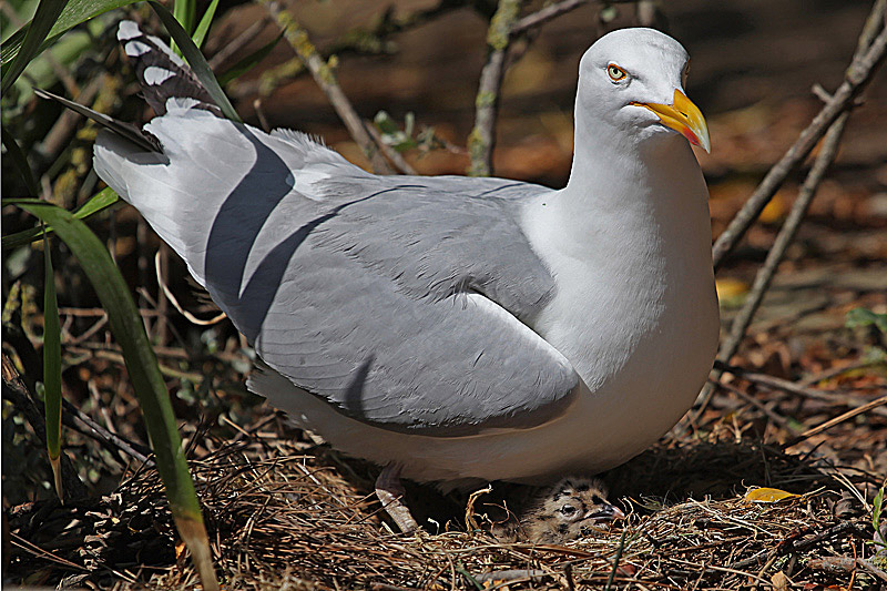 Goeland-argenté--sur-nid-3.jpg