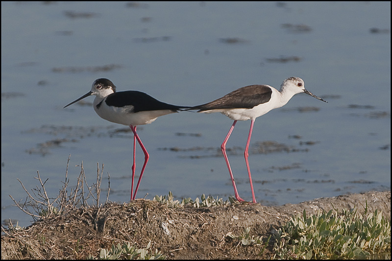 3-Echasses blanches (couple).jpg