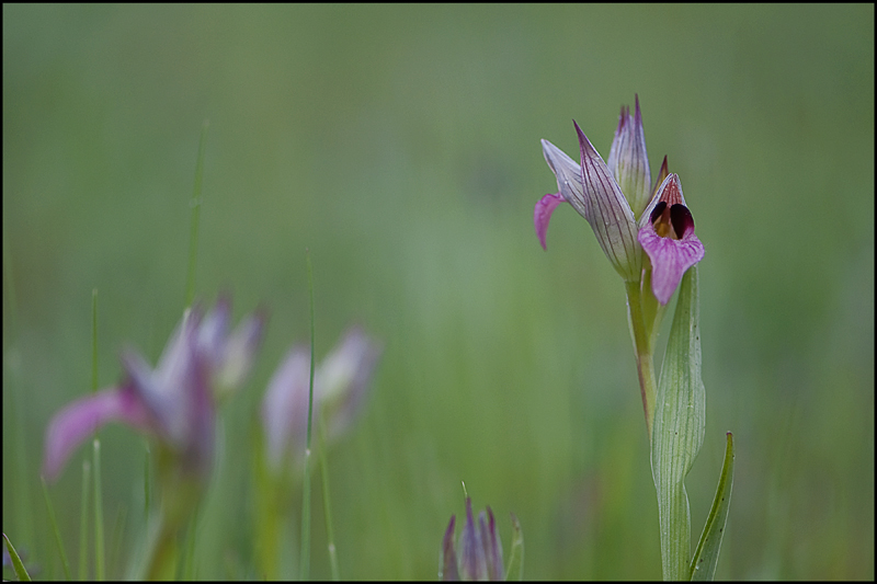 4-Sérapias lingua.jpg