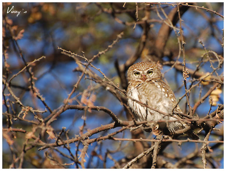 chevechette perlÃ©e5.jpg