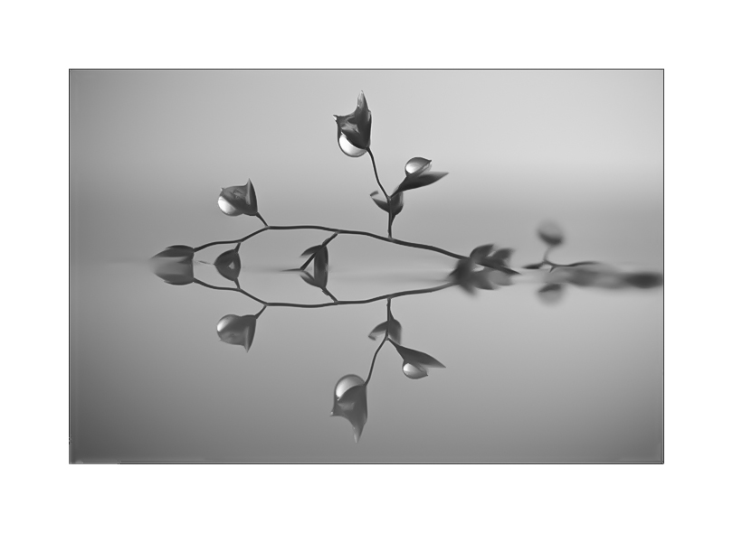 decembre2011 (1 of 1).jpg