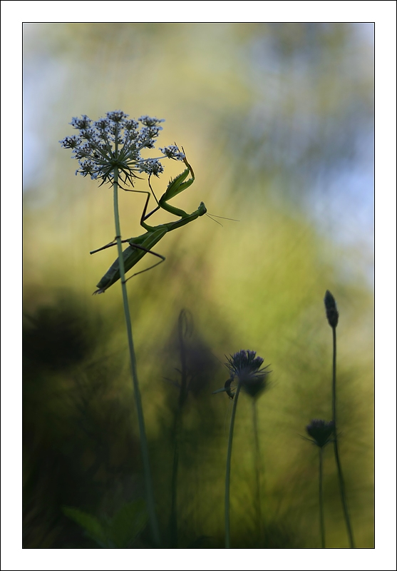 Le funambule_DSC9712.jpg