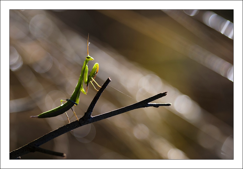 La piste aux étoiles_DSC9769.jpg