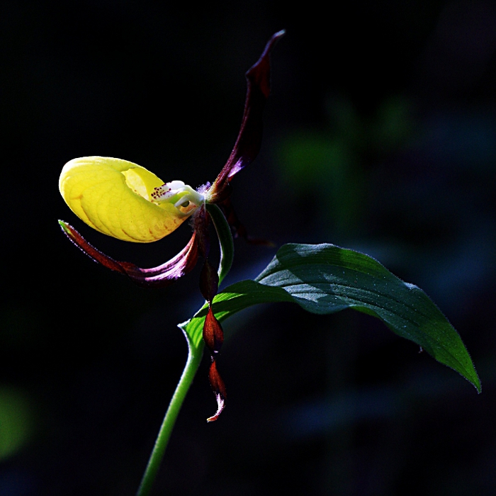 Sabot de Venus bis.jpg