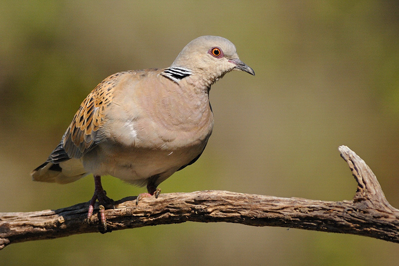 TOURTERELLE DES BOIS_5.jpg