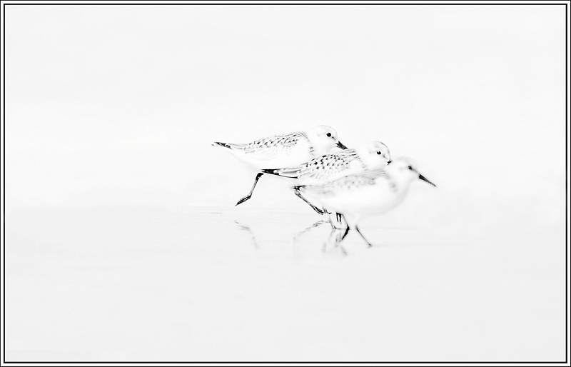 DSC_09060 copie copie.jpg