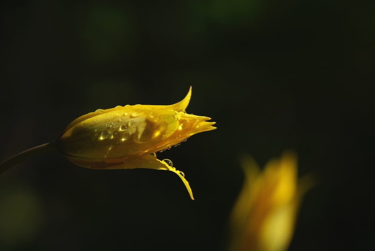 imDSC02776 ima nat.jpg