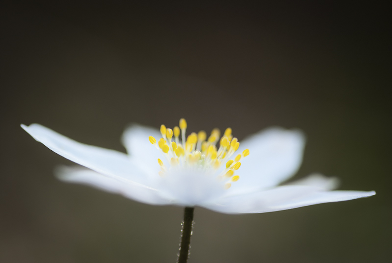 Anemone sylvie.jpg