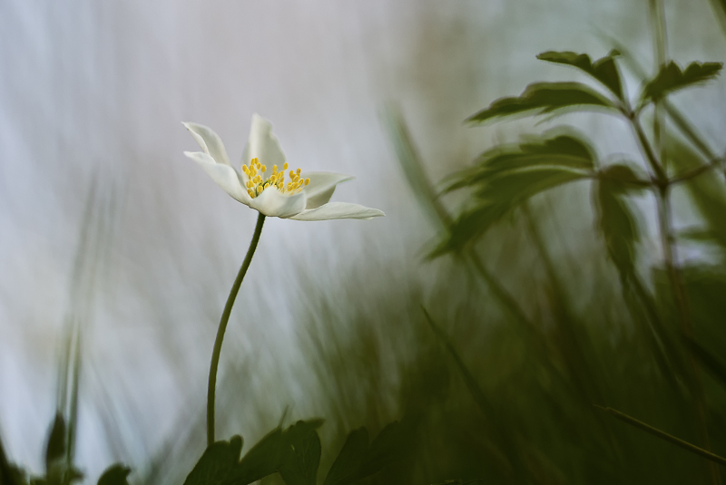 Anemone sylvie 2.jpg